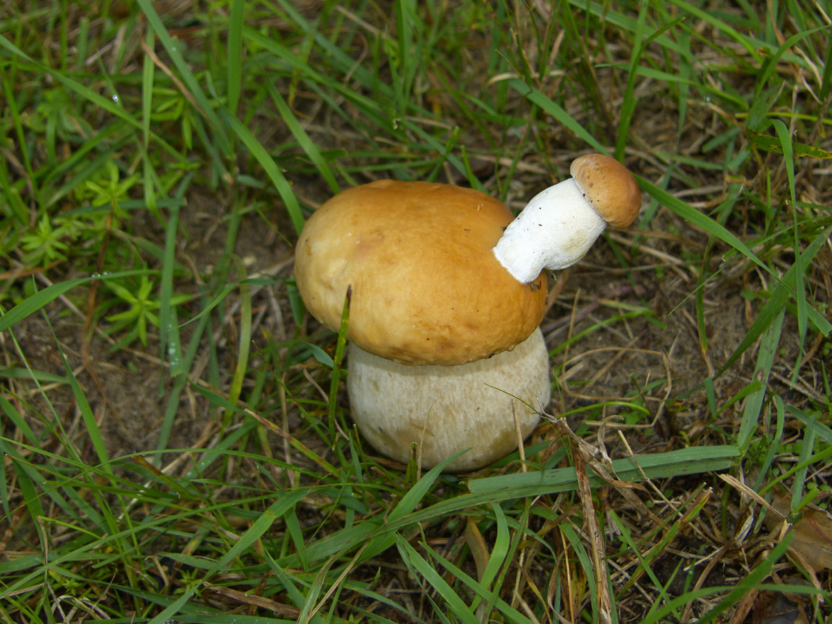 Белый гриб