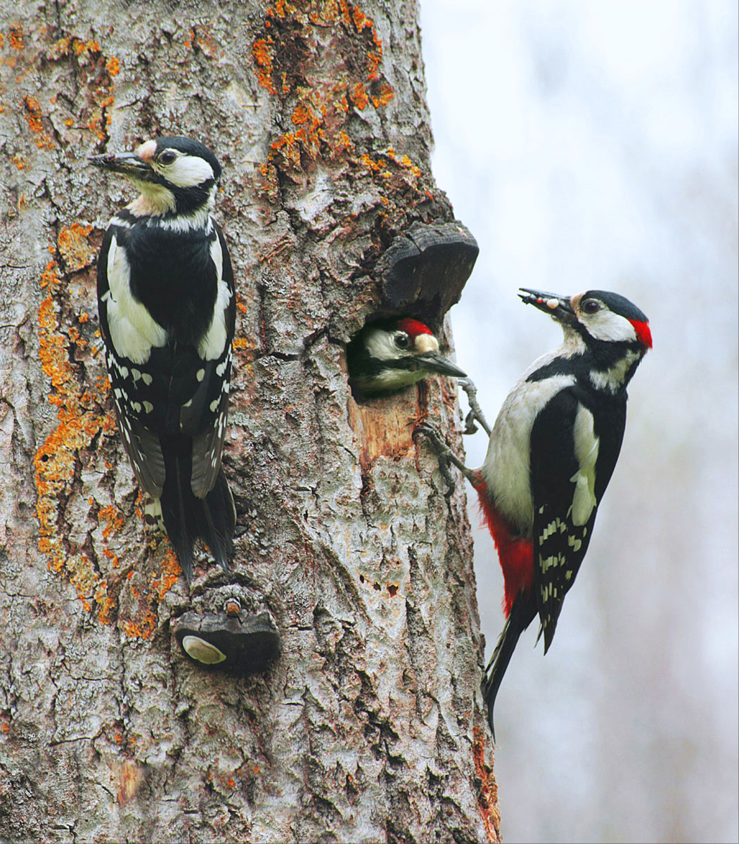 Большой пёстрый дятел