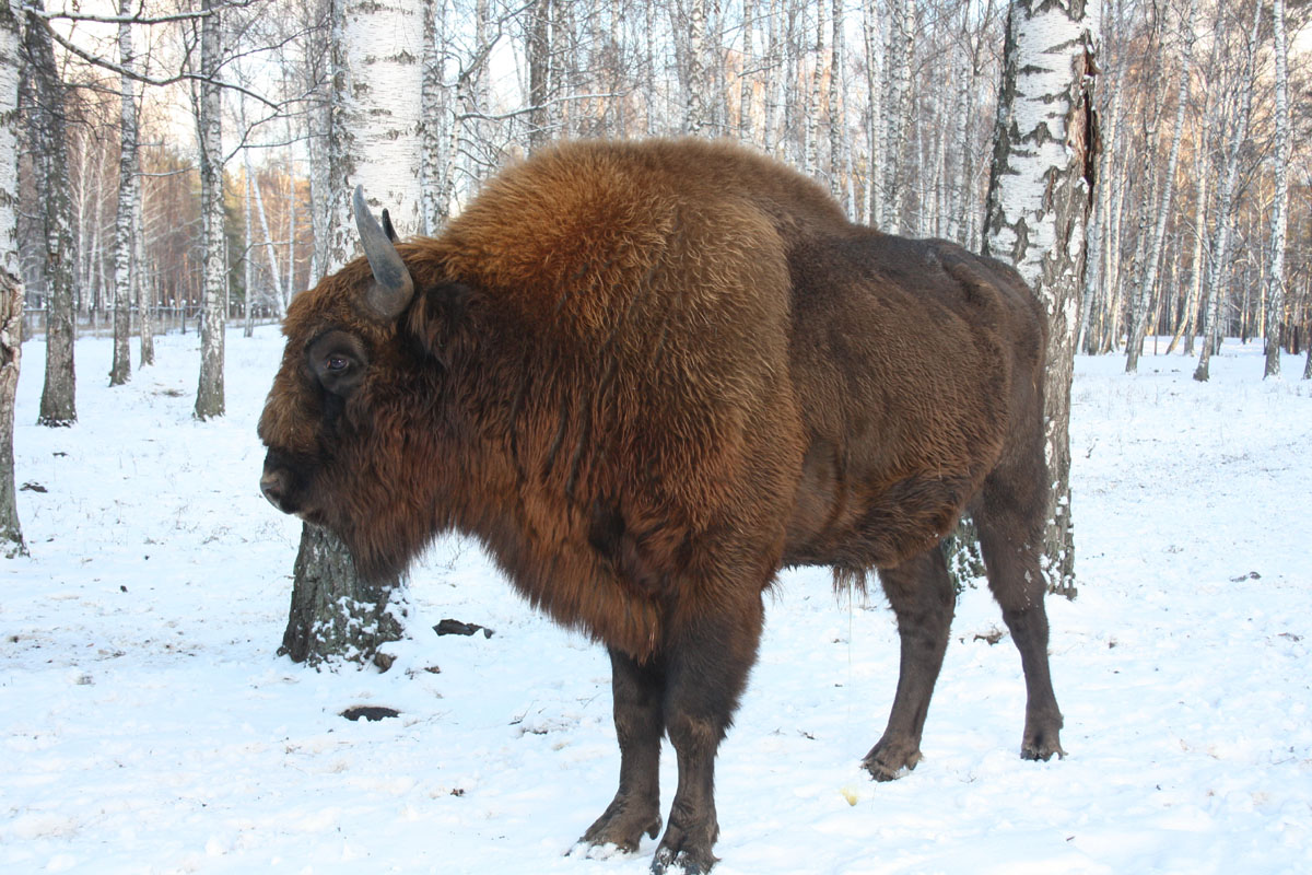 Выпуск зубров в Вологодской области