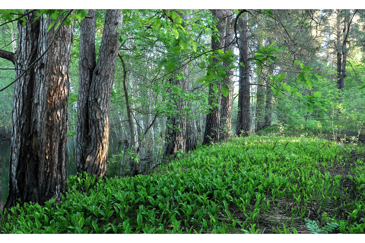 Дубрава ландышевая