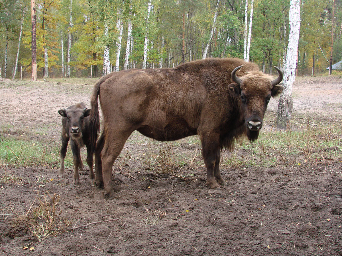 Зубрица с зубрёнком