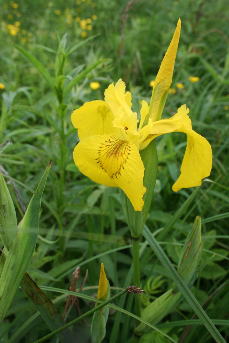 Ирис жёлтый