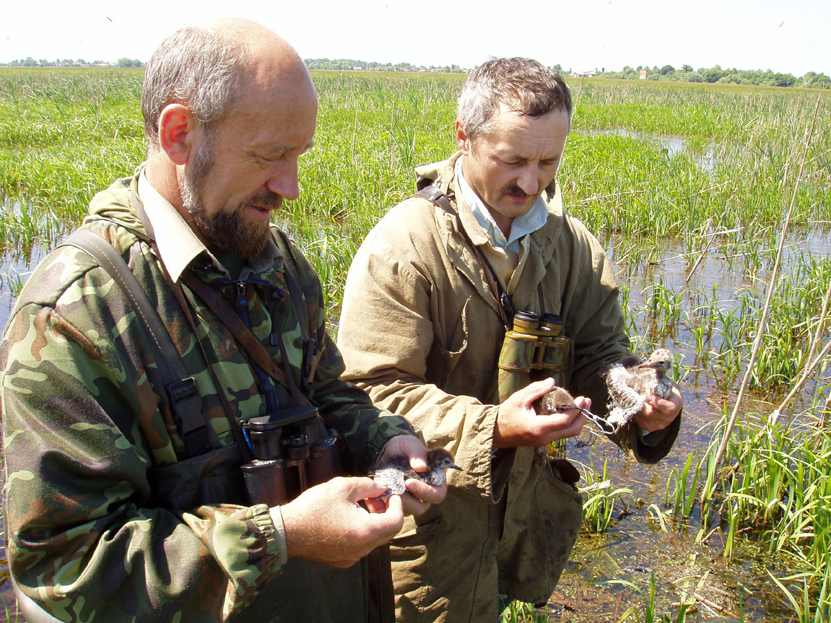 Кольцевание птенцов чайковых