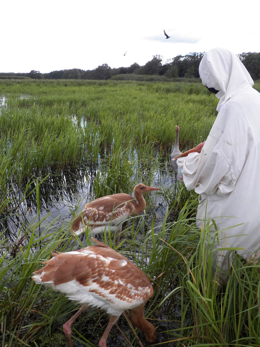 Костюмный метод воспитания