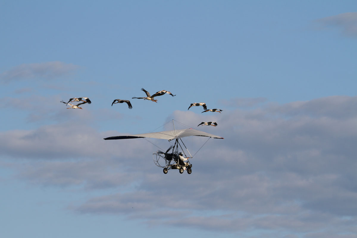 Молодые стерхи летят за мотодельтапланом