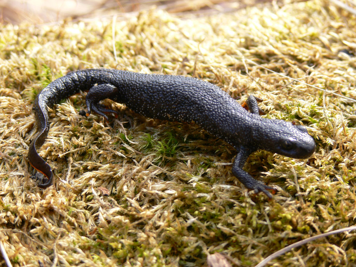 Обыкновенный тритон