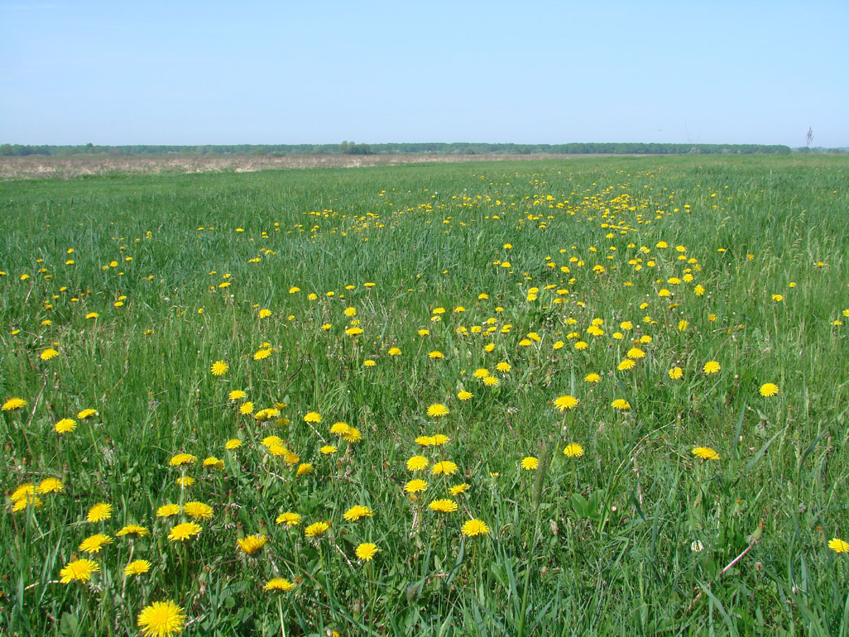 Одуванчиковый луг