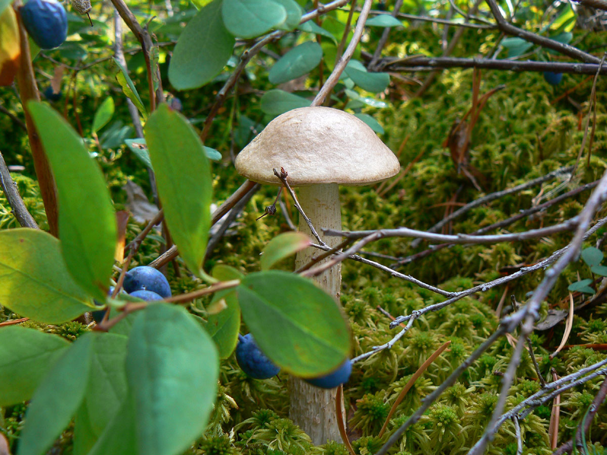 Подберёзовик среди голубики