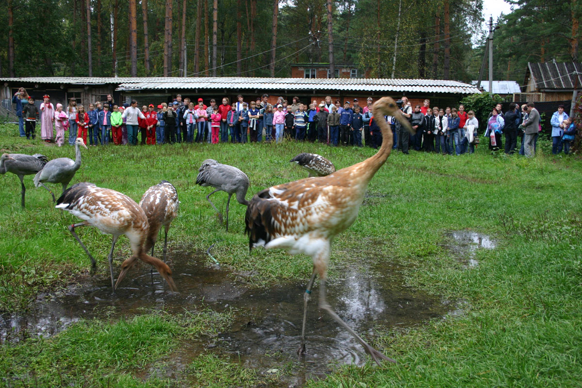 Праздник &quot;День Журавля&quot;