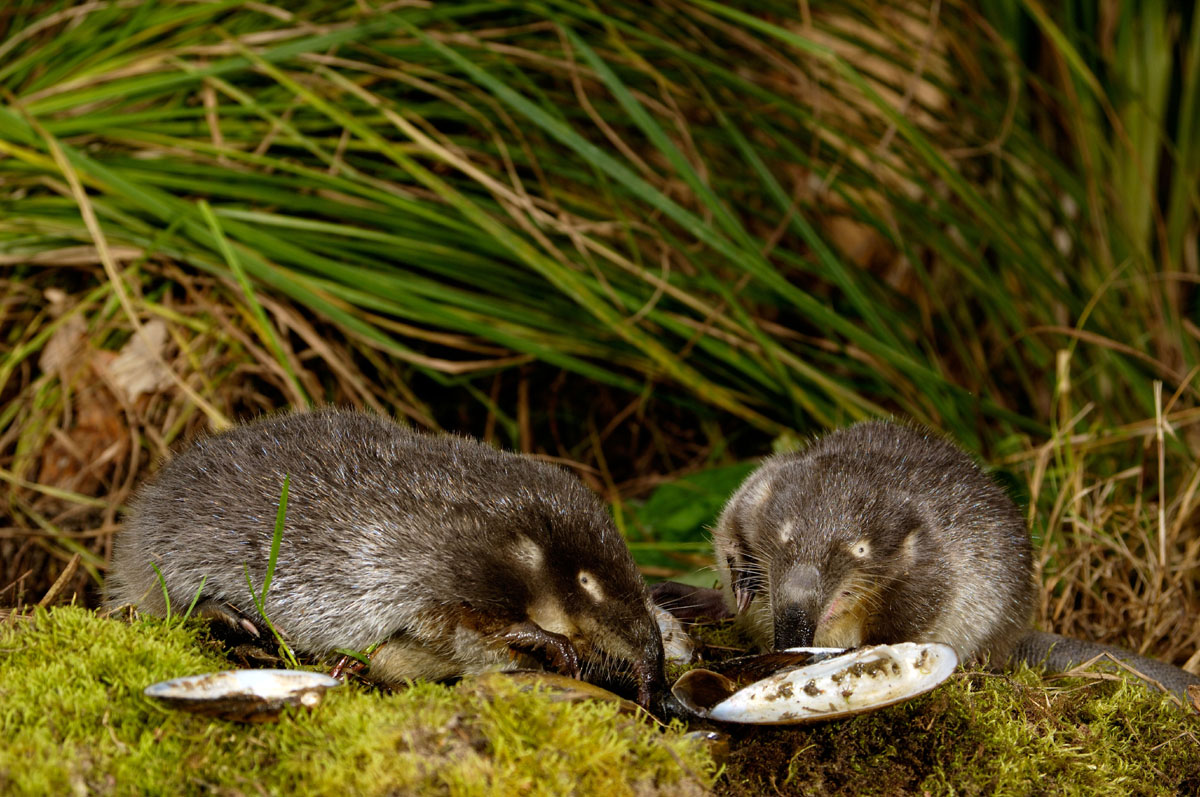 Семейство выхухолей
