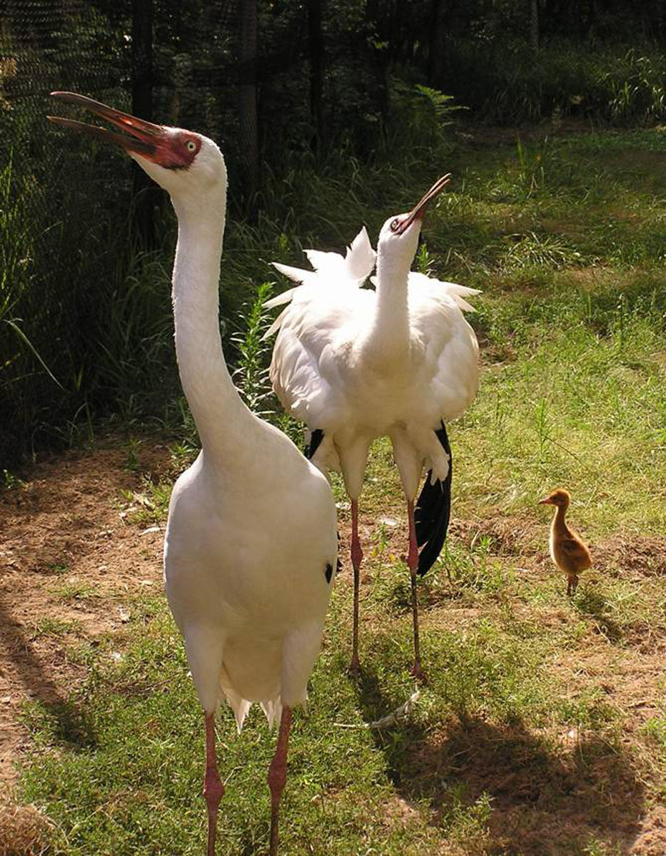Семья стерхов с птенцом