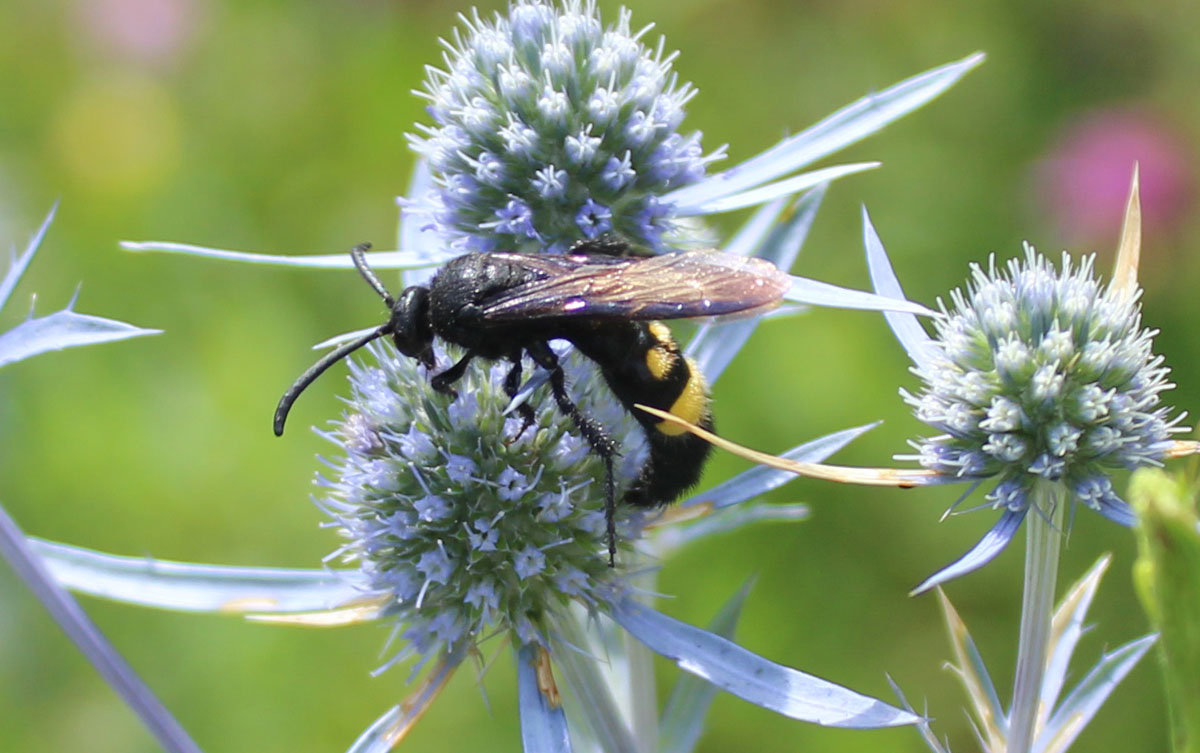 Сколия степная