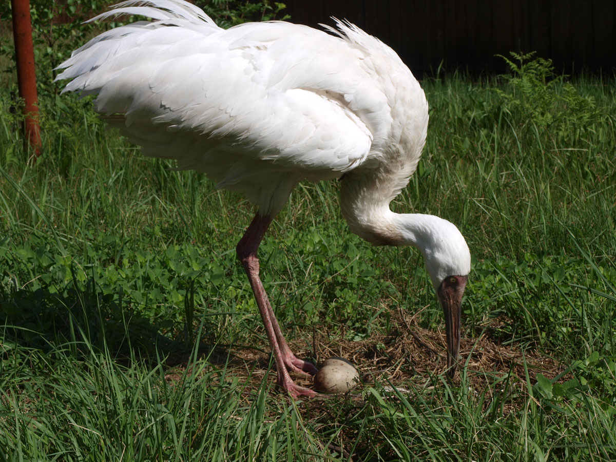 Стерх в питомнике редких видов журавлей