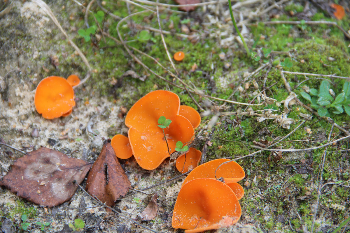 Алеврия оранжевая