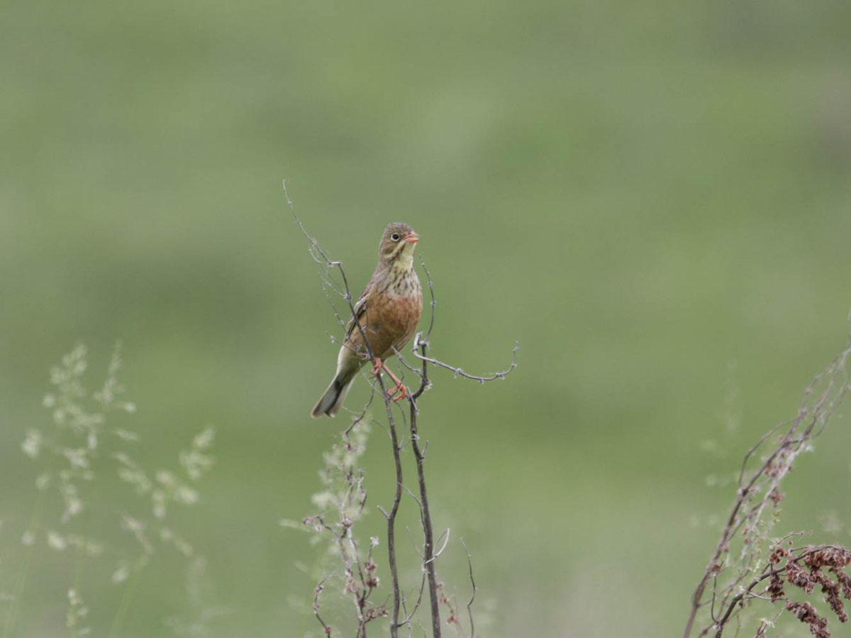 Самка садовой овсянки