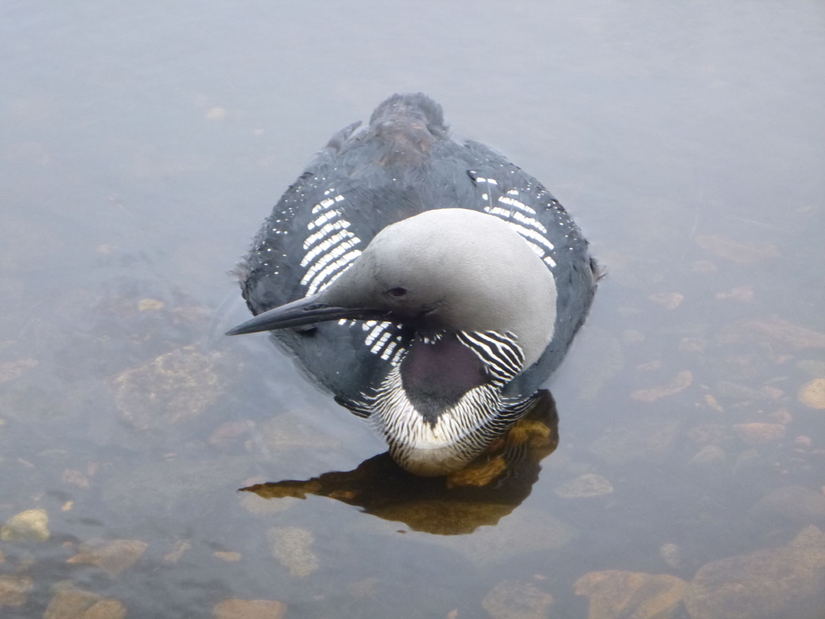 Чернозобая гагара, автор-старший гос. инспектор Игорь Николаевич Федоров