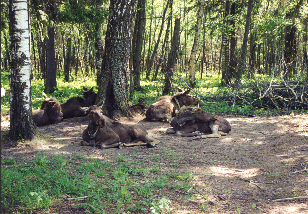 На Костромской лосеферме