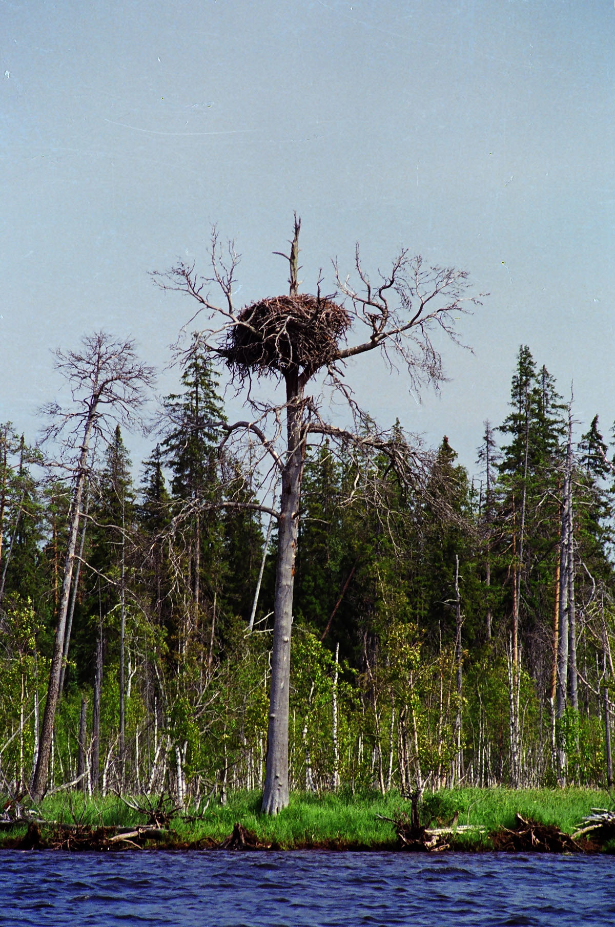 Гнездо орлана-белохвоста, река Илекса, автор Владимир Ларионов
