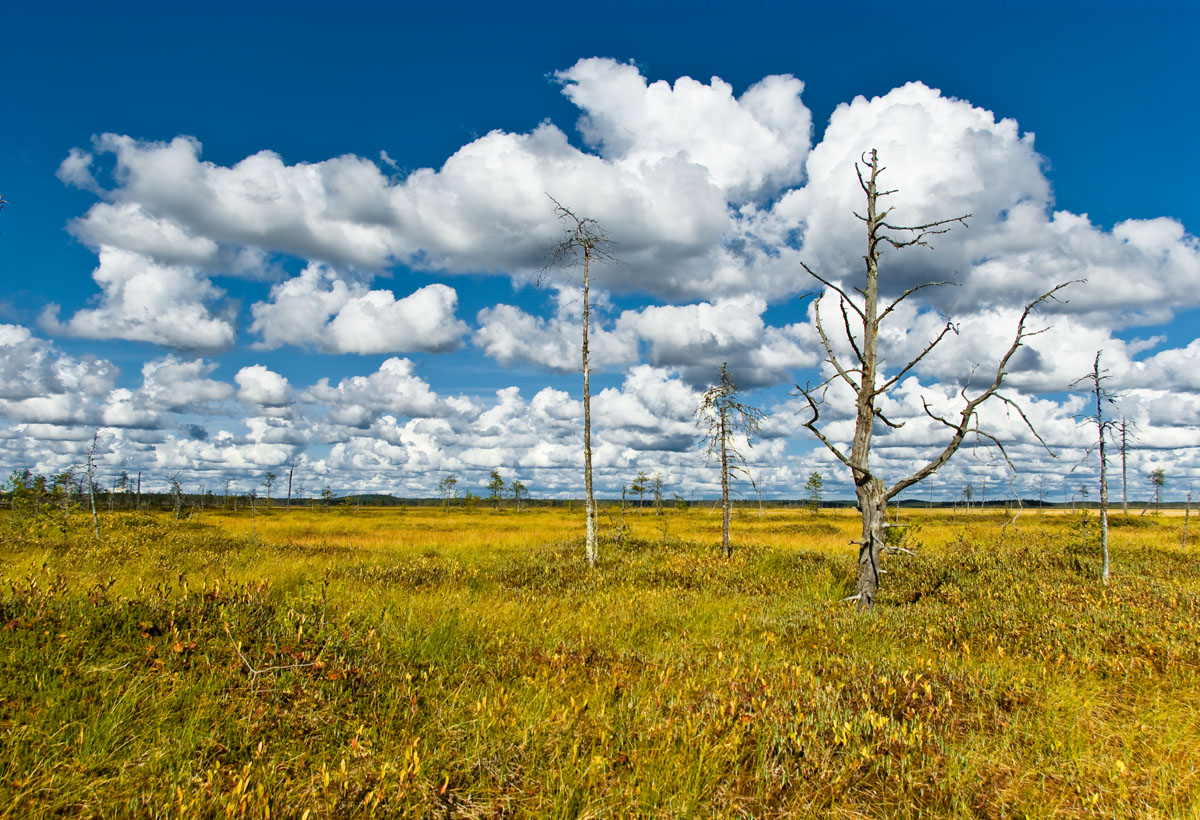 Болото в районе о. Лешозеро, Архангельская область, автор Щербинин Василий Александрович