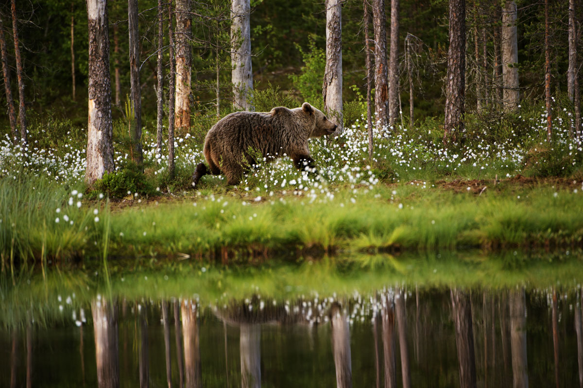 Бурый медведь, автор Константин Следников