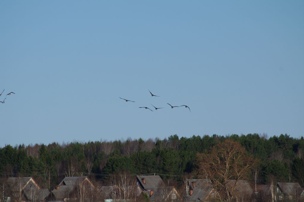 Гуси и чайки в Кологривской пойме