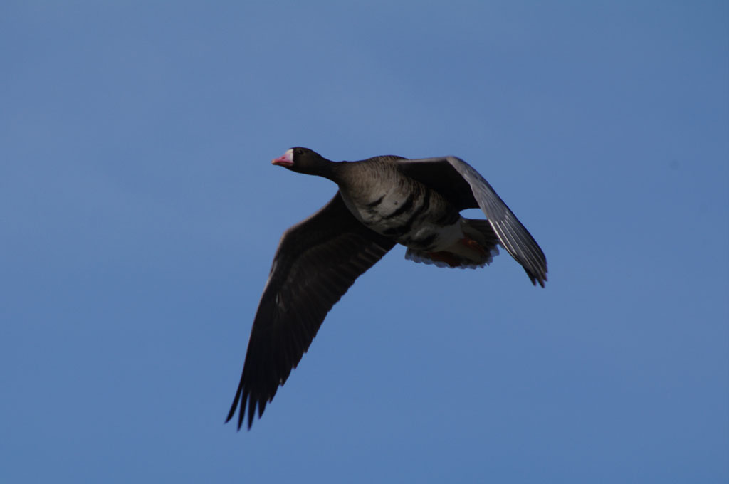 Гуси и чайки в Кологривской пойме