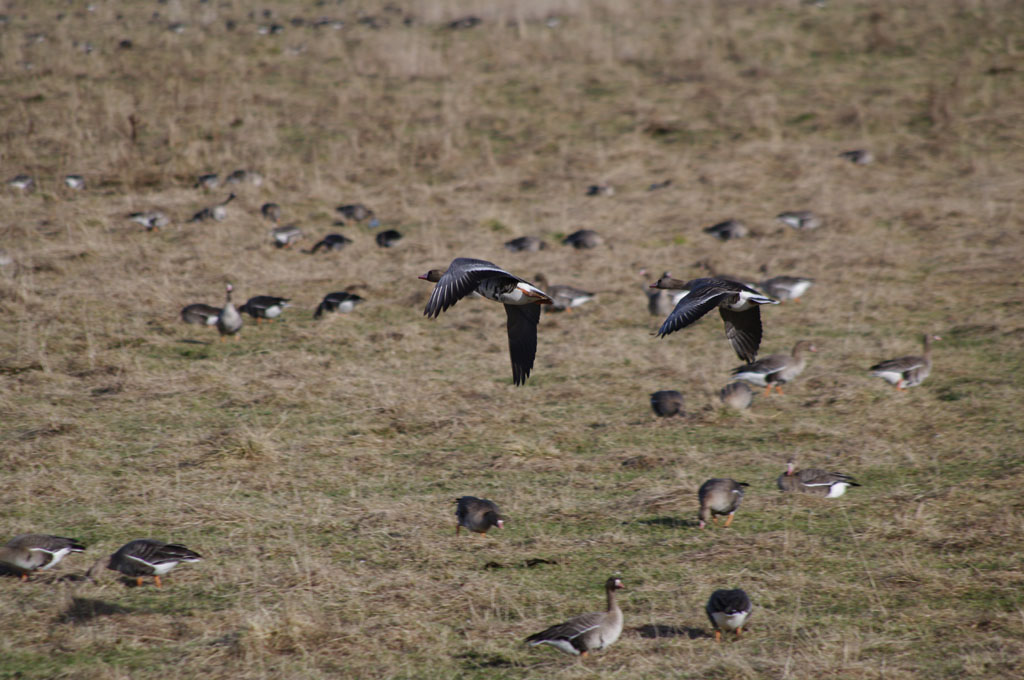 Гуси и чайки в Кологривской пойме