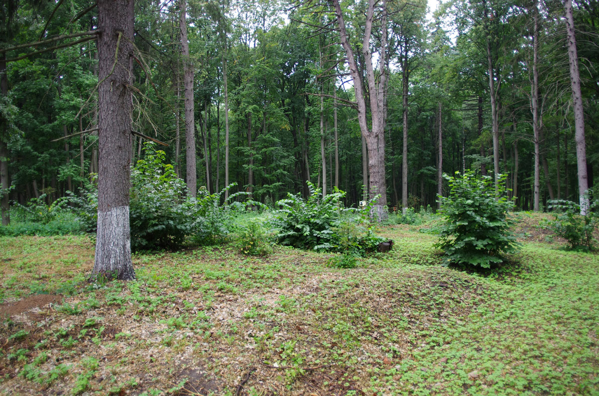 Дендропарк в Ерлино