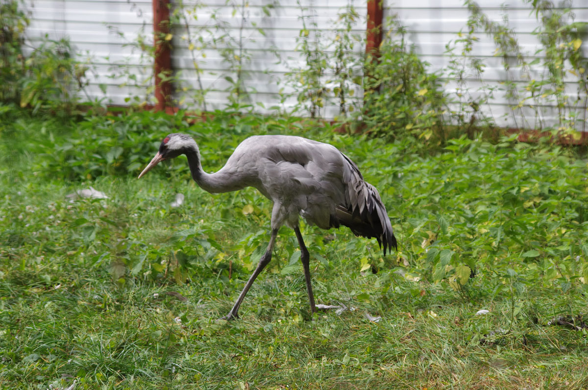 В журавлином питомнике