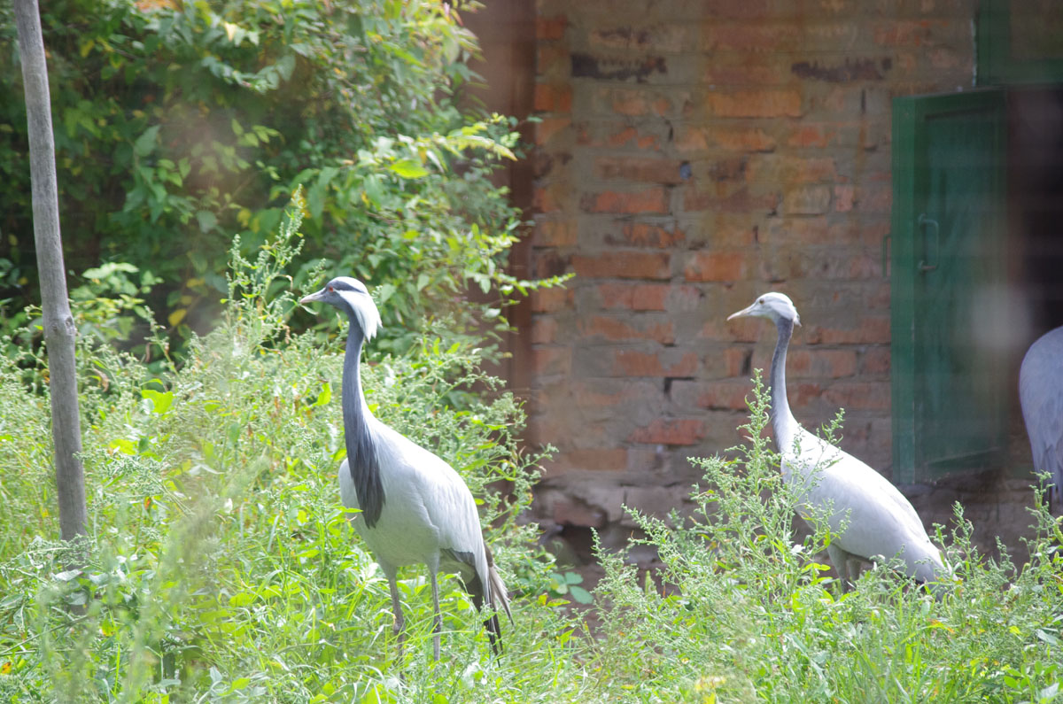 В журавлином питомнике