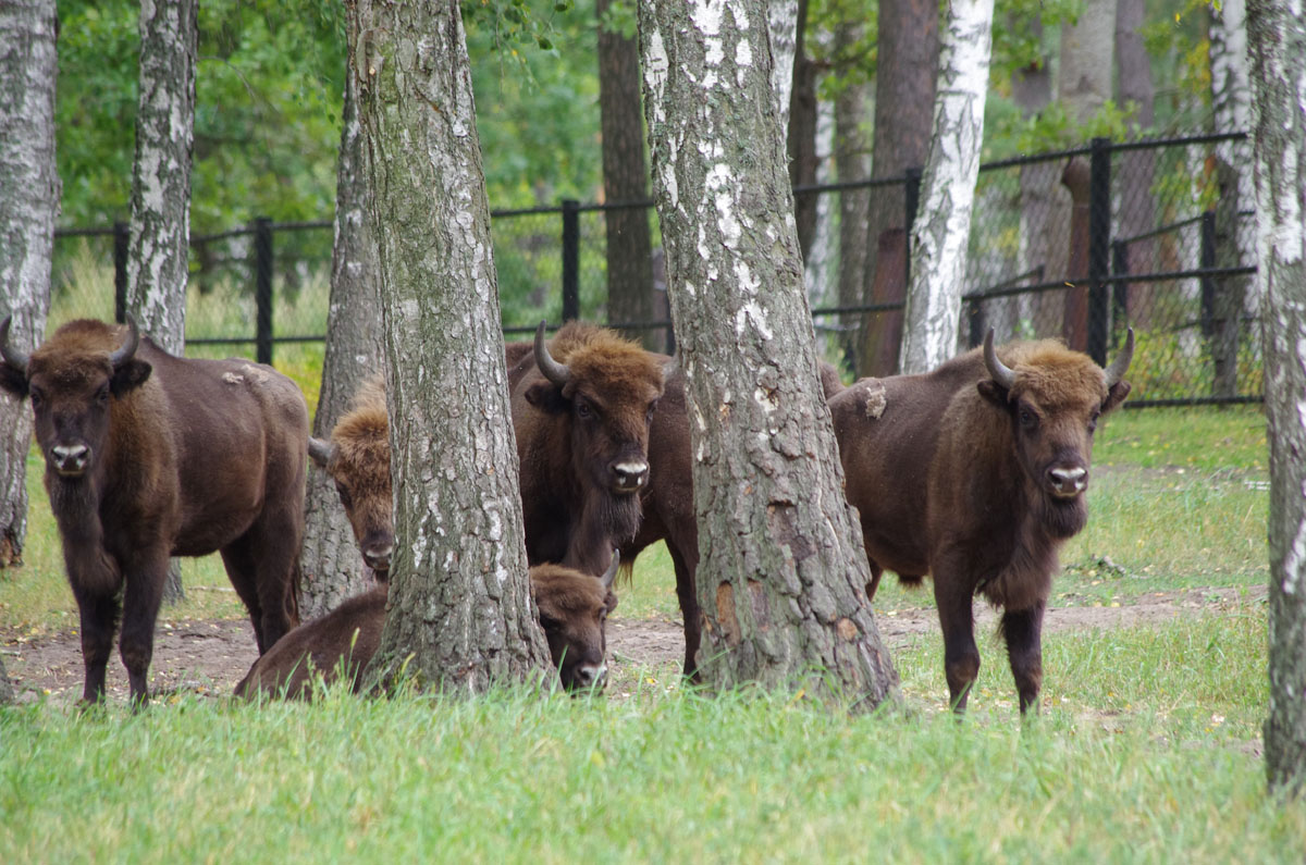 Зубропитомник Окского заповедника