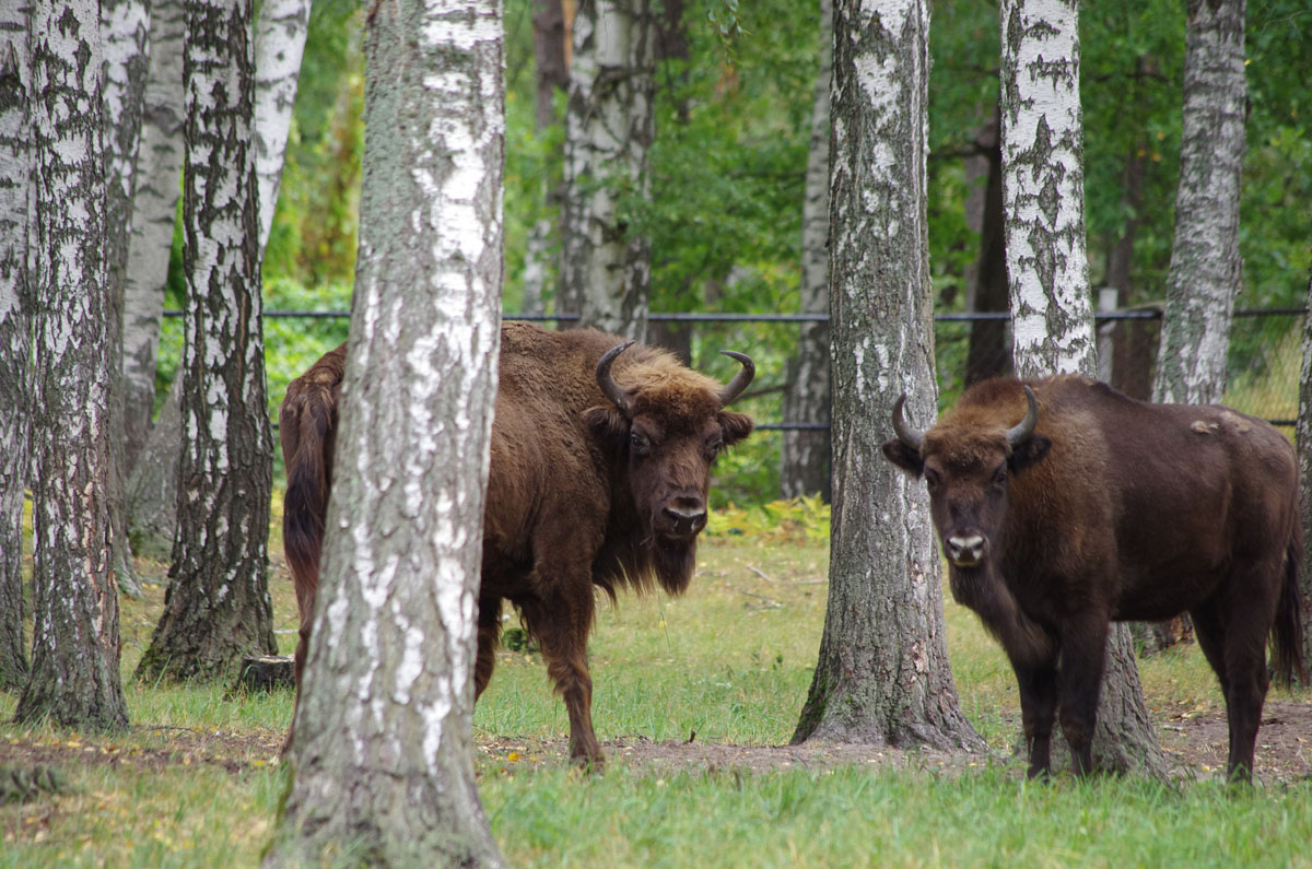 Зубропитомник Окского заповедника