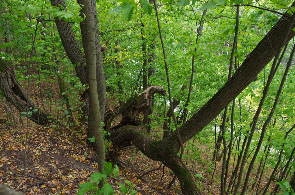 Древнее городище в Брыкином Бору
