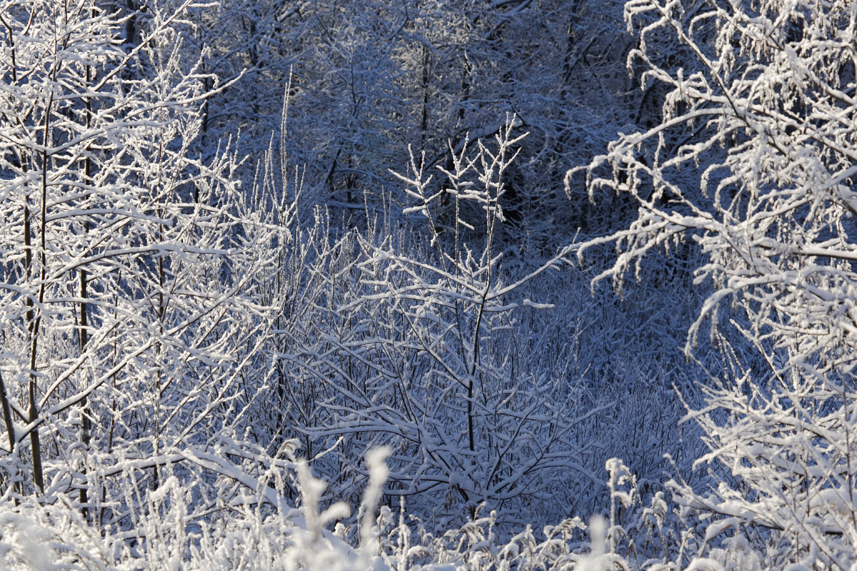 Зима, окраина Полистовского болота