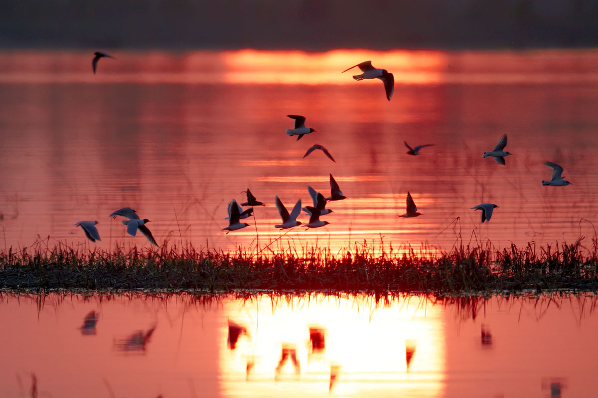 Малые чайки на озере Полисто
